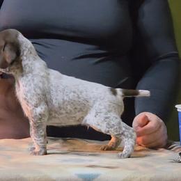 Riot - Blue male - Liver and white male German Shorthaired Pointer puppy in Kenai, Alaska from LakeHaus Kennels