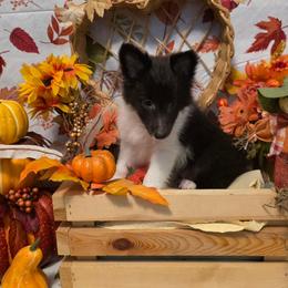 Panda Bear - Black white and tan male Shetland Sheepdog puppy in Altha, Florida from Hill Top Shelties