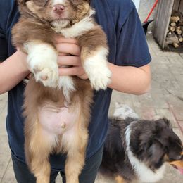 Miniature Australian Shepherd Puppies from Mirarchi Meadow LLC