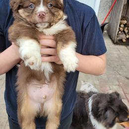 Miniature Australian Shepherd Puppies from Mirarchi Meadow LLC