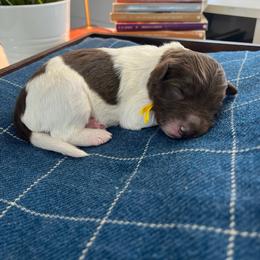 Aslan - White and red male Bordoodle puppy in Valley Center, California from Circle R Valley Bordoodls