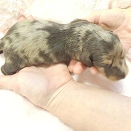 G1 - Black and tan female Dachshund puppy in Austin, Texas from Glorious Minis
