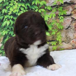 Boatswain - Brown male Newfoundland puppy in Dalton, Ohio from Newfforu
