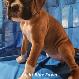 Light Blue Fawn Female - Fawn female Boxer puppy in Faribault, Minnesota from Laelaps Boxers