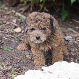 Olivia - Merle female Whoodle puppy in West Bend, Iowa from Blue Skies Terriers