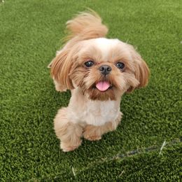 Ares - Shih Tzu