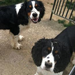 English Springer Spaniels from Saxonburg Springers ll