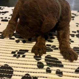 Boy 4 - male Poodle puppy in Summit, Mississippi from poodles and doodles llc