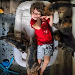 German Shepherd Puppies from Royalty German Shepherds