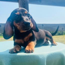 Rhiannon - Black and tan female Dachshund puppy in Stilwell, Oklahoma from MB’s Dachshunds