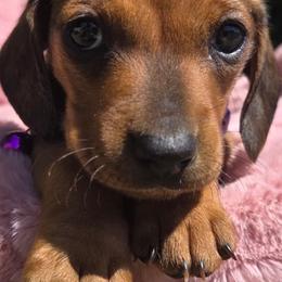 Dachshunds from Dachshund house