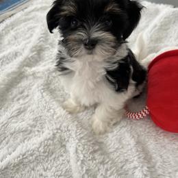 HEART - Black and white female Havanese puppy in Pima County, Arizona from Havanese of the Sonoran Desert