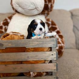 Cavalier King Charles Spaniel Puppies from SHANNON'S CAVALIERS