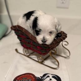 Boy 1 - Black and white male Havanese puppy in Morriston, Florida from OPA! Havanese (formerly Elysium Fields)