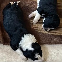 Aussiedoodles and Australian Shepherds from Triple Heart Aussies and Aussiedoodles