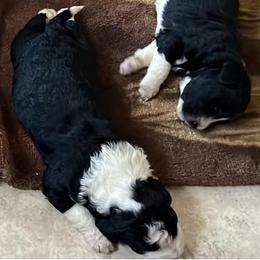 Aussiedoodles and Australian Shepherds from Triple Heart Aussies and Aussiedoodles