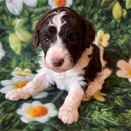 Remi Light pink collar - Brown female Poodle puppy in Clarkston, Washington from Doodle & Poodle Palace
