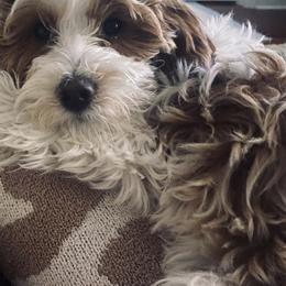 "Willow- from Litter OD future parti intense red momma" Goldendoodle Puppies from Graystone Doodles