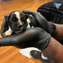 Boy 2 - Black gold and white male Shih Tzu puppy in Memphis, Tennessee from Lady Class Kennel