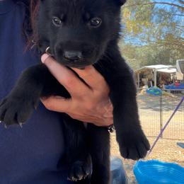Purple - Black female German Shepherd puppy in Descanso, California from KVA Shepherds