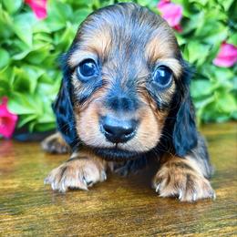 Wells 3200 - Red male Dachshund puppy in Sylvania, Alabama from Yancey’s Doxies