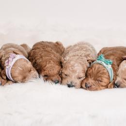 Goldendoodle puppies from Hommel’s Mini Darling Doodles