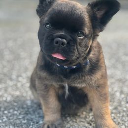 French Bulldog Puppies from Just Us Frenchies