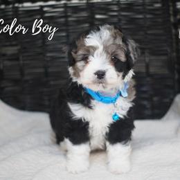 Tri- Colored boy - Blue merle male Aussiedoodle puppy in Plain City, Utah from Myers Desert Doodles