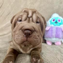 Lucy - Chocolate dilute female Chinese Shar-Pei puppy in China, Michigan from Blackwitch Farms