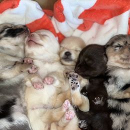 Pomeranian Puppies from GTBBF Pomeranians