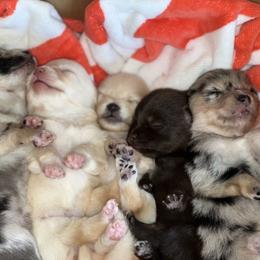 Pomeranian Puppies from GTBBF Pomeranians