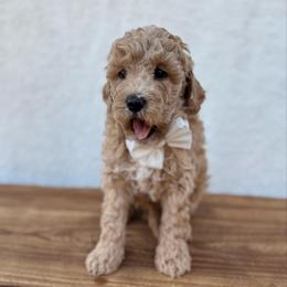 Finn - Red  male Goldendoodle puppy in Rio Linda, California from Plush Doodles