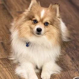 Champion - Pomeranian