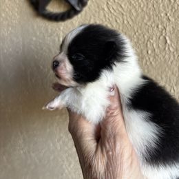 Byte - Black parti male Pomeranian puppy in Odessa, Texas from Cherry's Poms