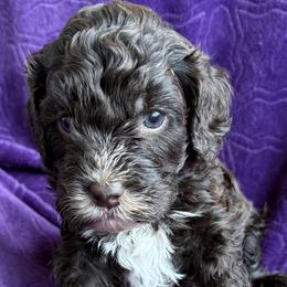 Toblerone a.k.a. Toby - Chocolate male Australian Labradoodle puppy in Bells, Texas from Sandcastle Labradoodles