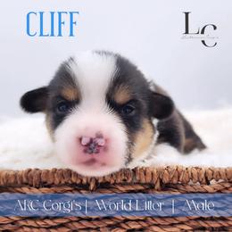 Cliff - Black and tan male Pembroke Welsh Corgi puppy in Pine Village, Indiana from NL Horsemanship