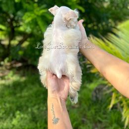 Miniature Schnauzer Puppies from Love Giver Schnauzers
