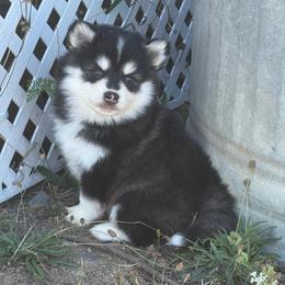Axel - Black and white male Pomsky puppy in Mc Minnville, Oregon from West Coast Pomskies