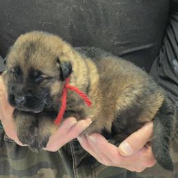 Boy 4 Red - Sable male German Shepherd puppy in Lake George, Colorado from High Country German Shepherds