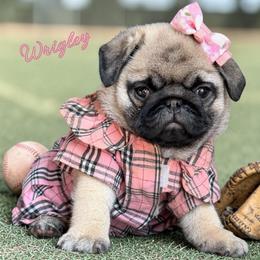Lilo - Fawn female Pug puppy in Winter Haven, Florida from The Pugarazzi