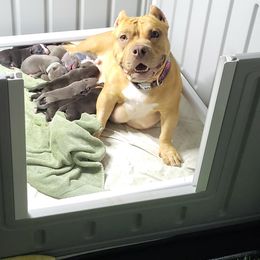 American Bully and Boston Terrier Puppies from Greenberg's Boston Terriers & Bullies of Metro Detroit
