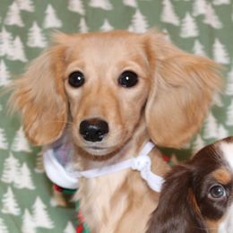 Tater - Dachshund