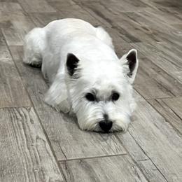 Memphis - West Highland White Terrier