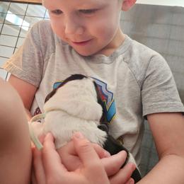 Teal - Black and white female Basset Hound puppy in Surprise, Arizona from Howlin Hounds