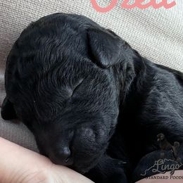 Girl 1 - Poodle puppy from Lingo Standard Poodles