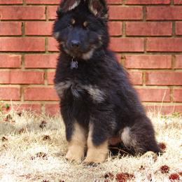 German Shepherd Puppies from Oakmont Shepherds