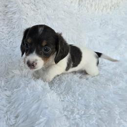 Opal - Blue and tan female Dachshund puppy in Washburn, Tennessee from Broken Arrow Miniature Dachshunds
