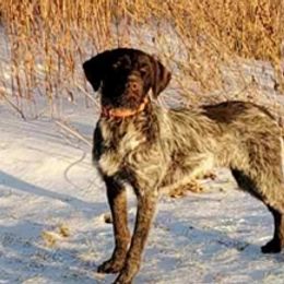 Wirehaired Pointing Griffons from De jac pine kennel