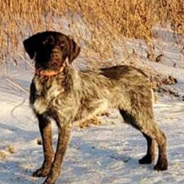 Wirehaired Pointing Griffons from De jac pine kennel