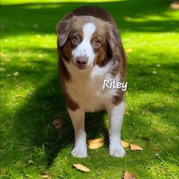 Riley - Miniature Australian Shepherd
